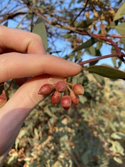 Eucalyptus drummondii