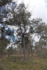 Eucalyptus macrorhyncha