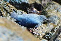 Cinclus mexicanus