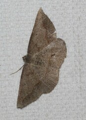 Taxeotis perlinearia