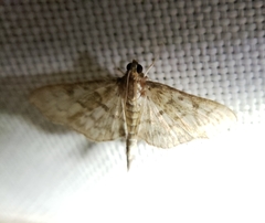 Herpetogramma