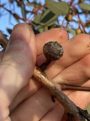 Eucalyptus drummondii