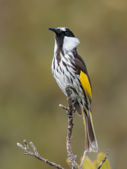 Phylidonyris niger