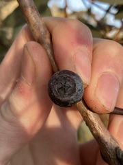 Eucalyptus drummondii