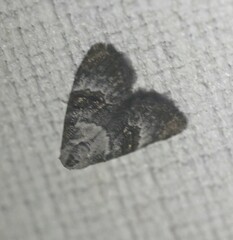 Acatapaustus leucospila