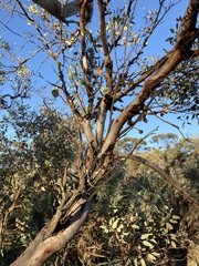 Eucalyptus drummondii