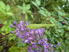 Phaneroptera falcata