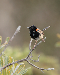 Malurus melanocephalus