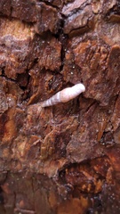 Clausiliidae