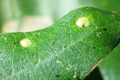 Polystepha globosa
