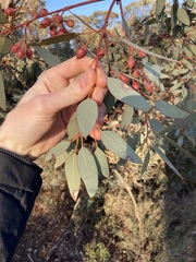 Eucalyptus drummondii