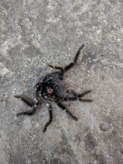 Avicularia rufa