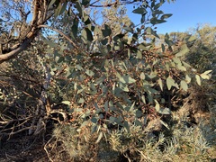 Eucalyptus drummondii