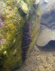 Butis humeralis