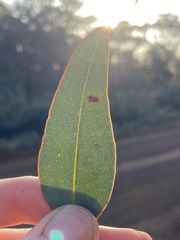 Eucalyptus drummondii