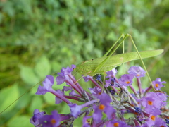 Phaneroptera falcata