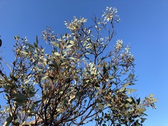 Eucalyptus drummondii