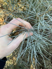 Banksia sphaerocarpa