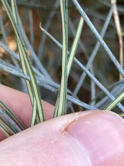 Banksia sphaerocarpa