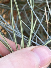 Banksia sphaerocarpa