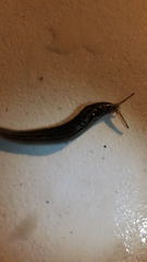 Limax maximus