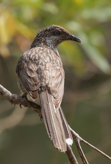 Anthochaera chrysoptera