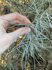 Banksia sphaerocarpa