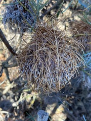 Banksia sphaerocarpa
