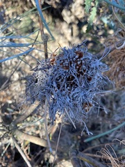 Banksia sphaerocarpa