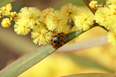 Harmonia conformis