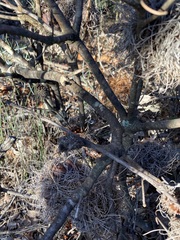 Banksia sphaerocarpa