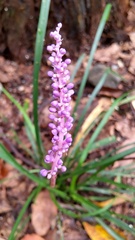 Liriope