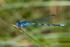 Argia leonorae