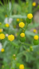 Senecio dubitabilis