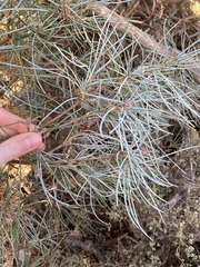 Banksia sphaerocarpa