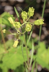 Asclepias pedicellata