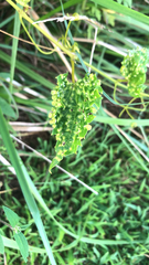 Daktulosphaira vitifoliae