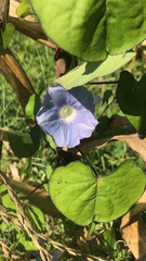 Ipomoea hederacea