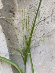 Panicum dichotomiflorum