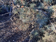 Banksia sphaerocarpa