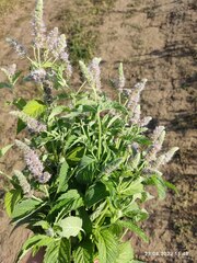 Mentha longifolia