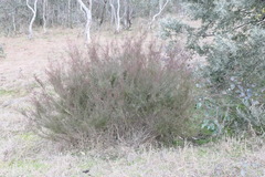 Kunzea parvifolia