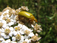 Cteniopus sulphureus