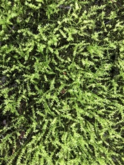 Plagiomnium cuspidatum