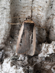 Ochropleura