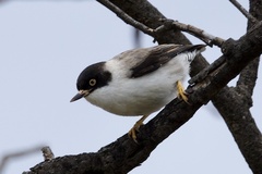 Daphoenositta chrysoptera