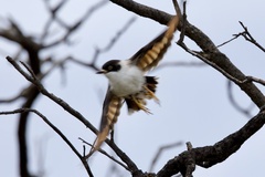 Daphoenositta chrysoptera