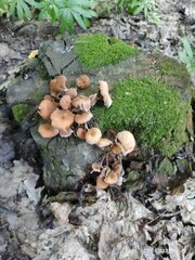 Physalacriaceae