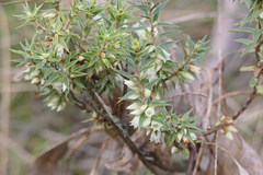 Melichrus urceolatus