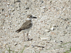 Charadrius wilsonia